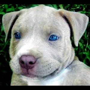 Meet your Posher, Trevor